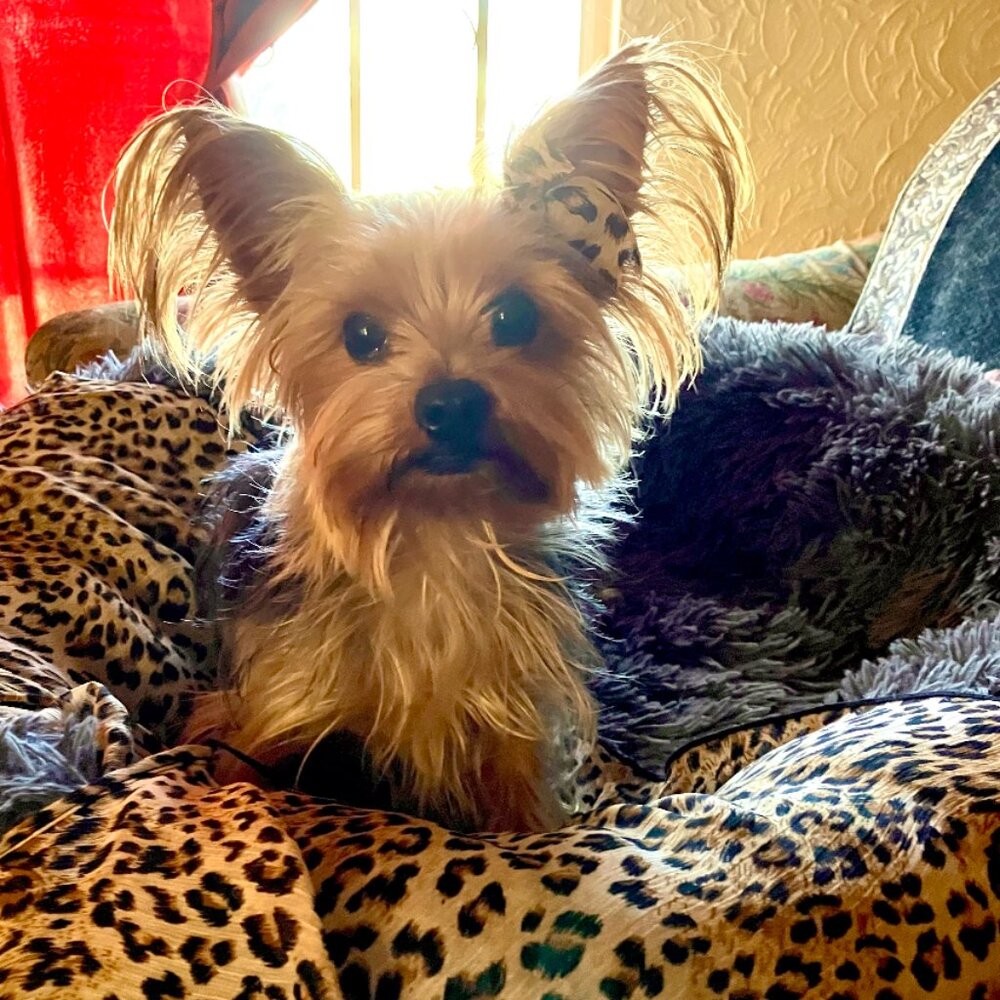 Meet your Posher, Sofia